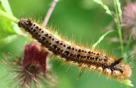 Les dangers des chenilles processionnaires Les dangers des chenilles processionnaires
